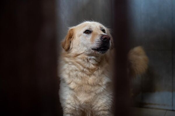 Շունը Կենդանիների խնամքի կենտրոնում - Sputnik Արմենիա