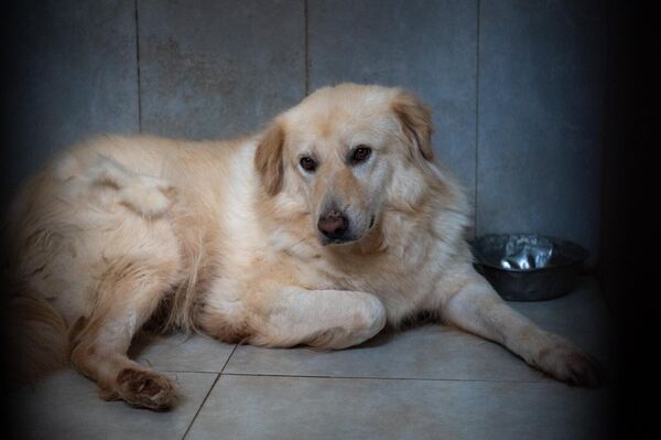 Շունը Կենդանիների խնամքի կենտրոնում - Sputnik Արմենիա