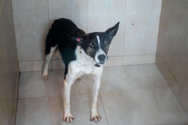 Շունը Կենդանիների խնամքի կենտրոնում - Sputnik Արմենիա