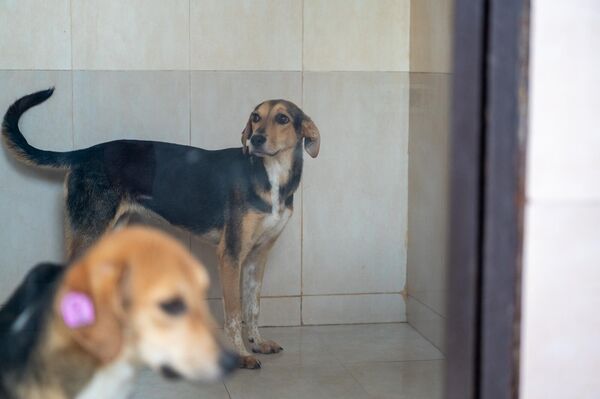 Շունը Կենդանիների խնամքի կենտրոնում - Sputnik Արմենիա