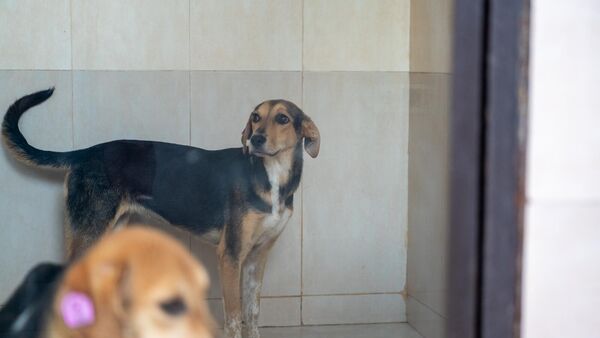 Собаки - Sputnik Армения