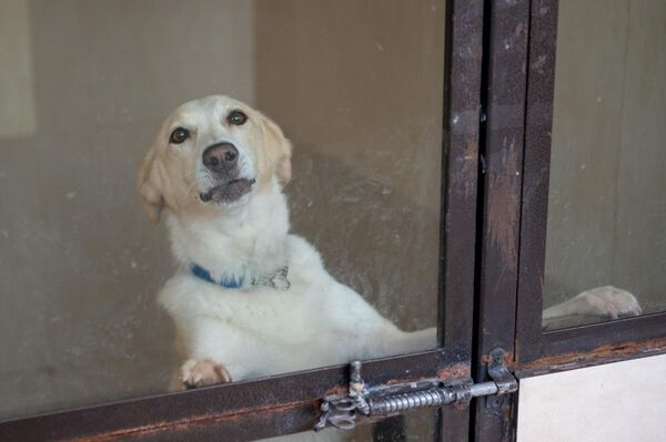 Շունը Կենդանիների խնամքի կենտրոնում - Sputnik Արմենիա