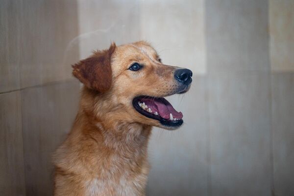 Շունը Կենդանիների խնամքի կենտրոնում - Sputnik Արմենիա