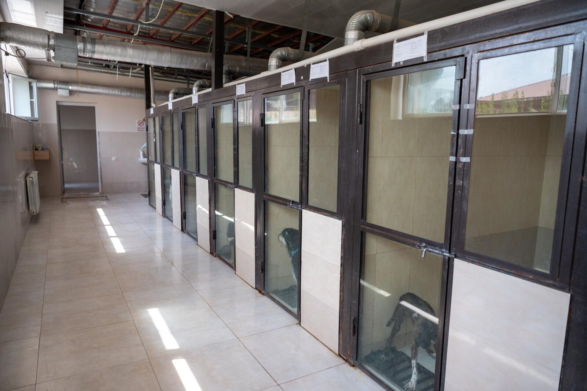 НКО Центр по уходу за животными - Sputnik Արմենիա, 1920, 19.09.2025