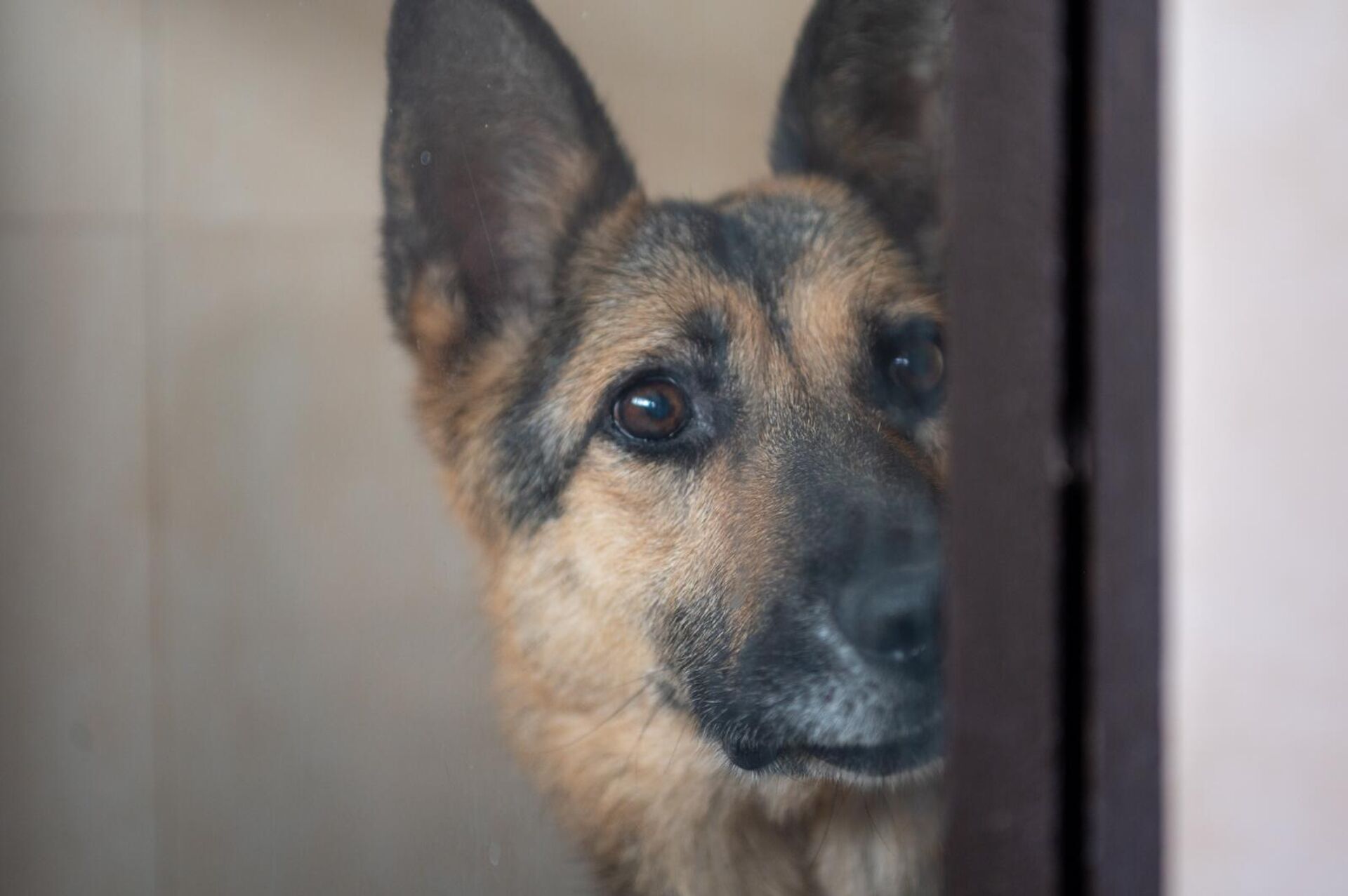 Питомец НКО Центр по уходу за животными - Sputnik Արմենիա, 1920, 19.09.2025