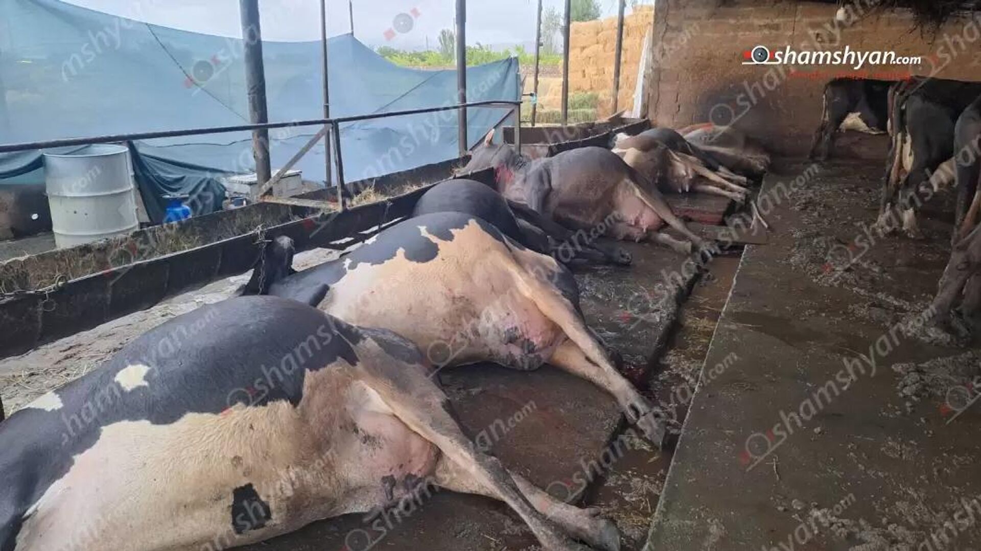 8 коров сдохло после молнии в селе Айгезард (19 сентября 2025). Арарат - Sputnik Արմենիա, 1920, 19.09.2025