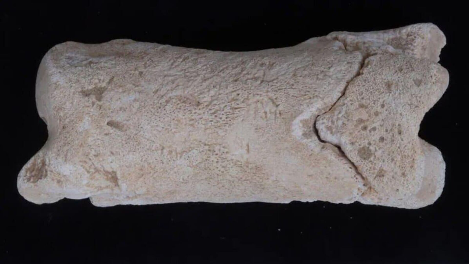 Перфорированная коровья кость, которую в Египте использовали в качестве свистка - Sputnik Армения, 1920, 23.09.2025