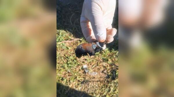 Найдено множество улик: СК Армении о задержании подозреваемого в убийстве главы Паракара - Sputnik Армения