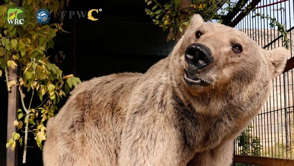 Հանքավանի հյուրանոցային համալիրներից մեկից «ազատագրված» գորշ արջը - Sputnik Արմենիա