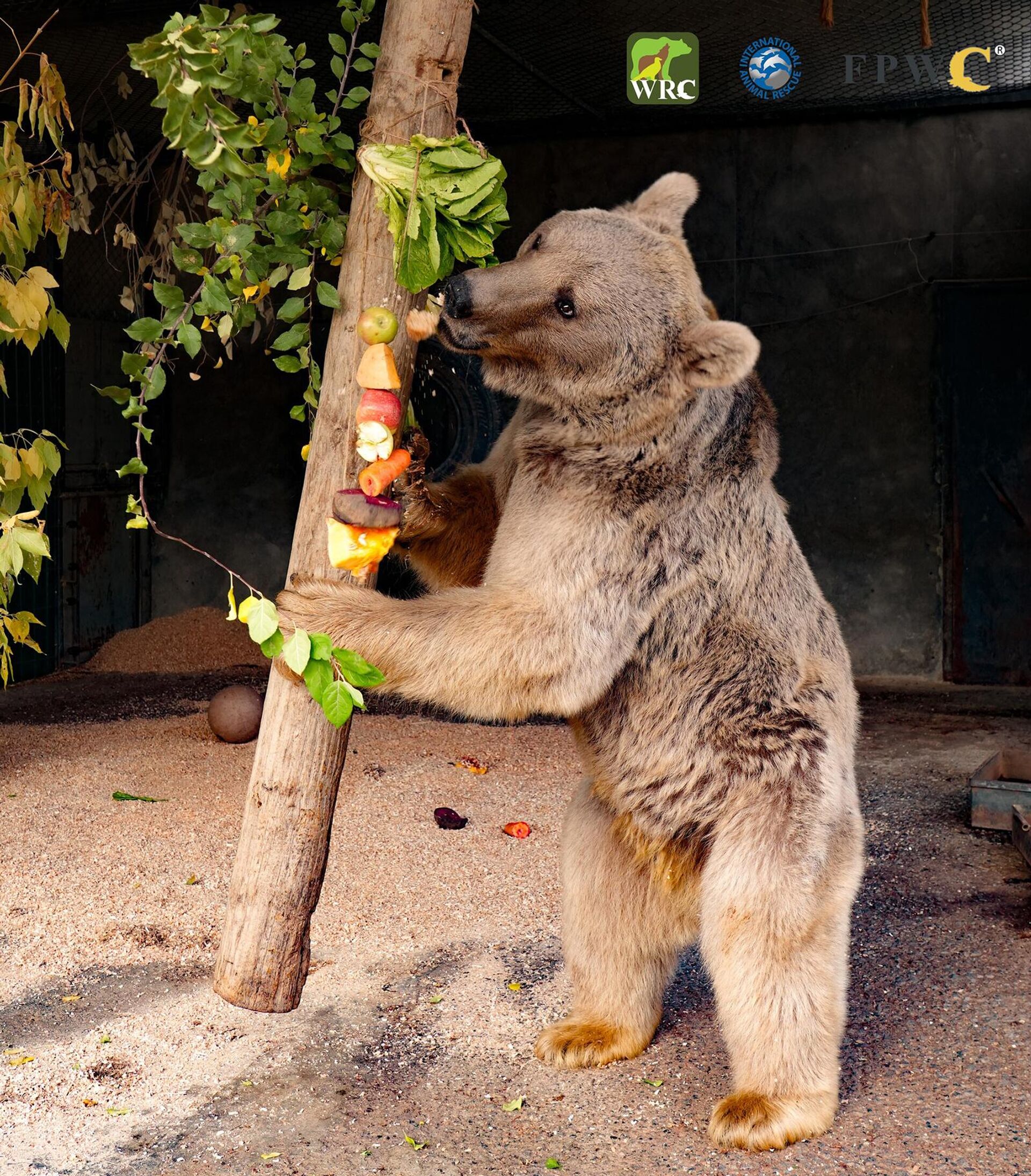 Медведь одного из гостиничных комплексов Анкавана - Sputnik Արմենիա, 1920, 28.10.2025