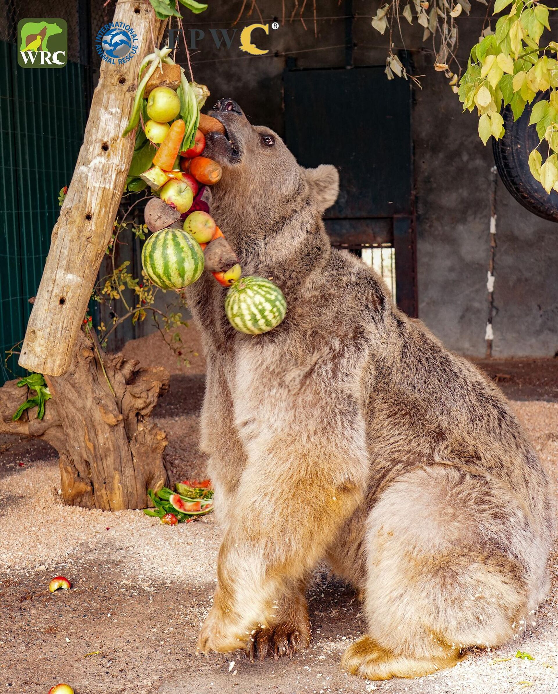 Медведь одного из гостиничных комплексов Анкавана - Sputnik Արմենիա, 1920, 28.10.2025