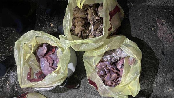 Обнаруженные тушки серых куропаток и серых кроликов - Sputnik Արմենիա