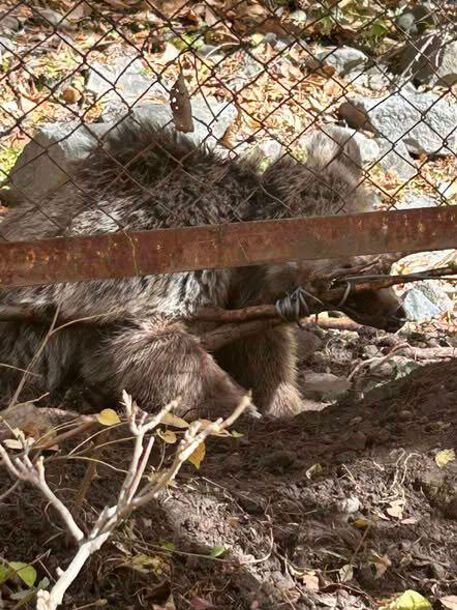 Медвежонок, застрявший в самодельном металлическом шнуре, доставлен в Кавказский заповедник биоразнообразия в Урцадзоре. - Sputnik Армения, 1920, 31.10.2025