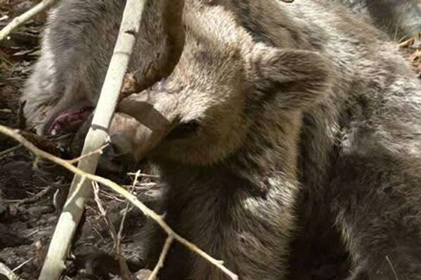 Արգելափակված քոթոթը - Sputnik Արմենիա