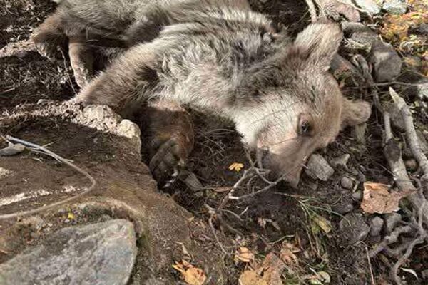 Արգելափակված քոթոթը - Sputnik Արմենիա