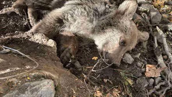 Медвежонок, застрявший в самодельном металлическом шнуре, доставлен в Кавказский заповедник биоразнообразия в Урцадзоре. - Sputnik Армения