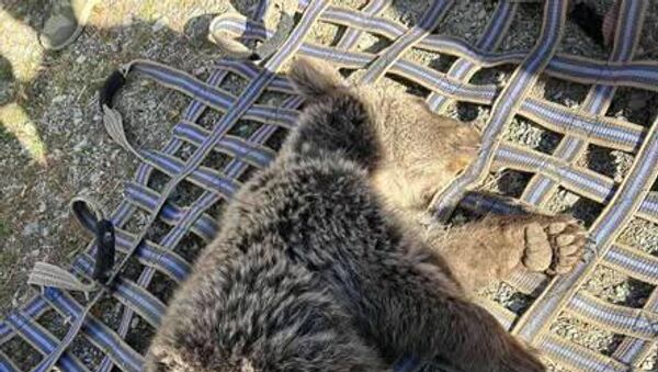 Արգելափակված քոթոթը - Sputnik Արմենիա