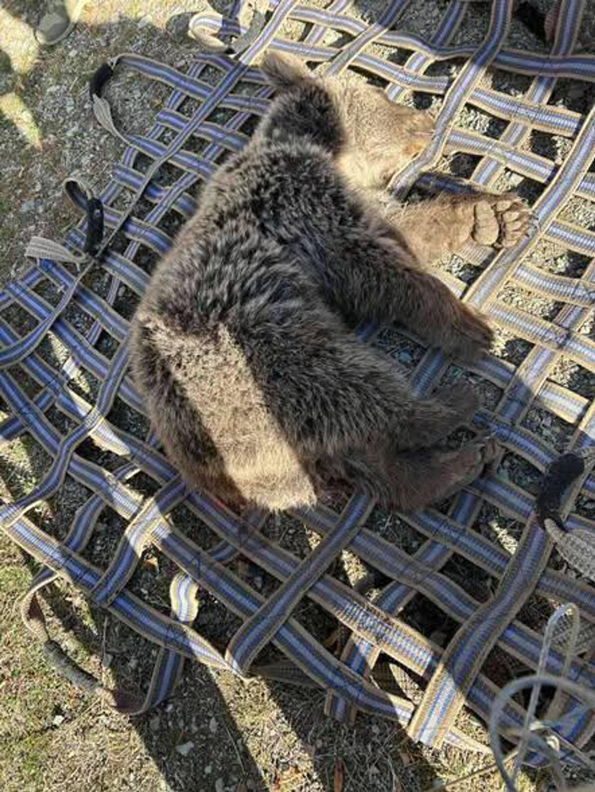Медвежонок, застрявший в самодельном металлическом шнуре, доставлен в Кавказский заповедник биоразнообразия в Урцадзоре. - Sputnik Армения, 1920, 31.10.2025