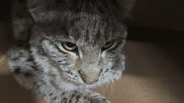 Լուսանի ձագ - Sputnik Արմենիա