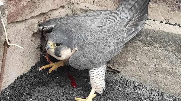 Մեծ Մասրիկ բնակավայրում հայտնաբերված «Սապսան» տեսակի բազեն - Sputnik Արմենիա