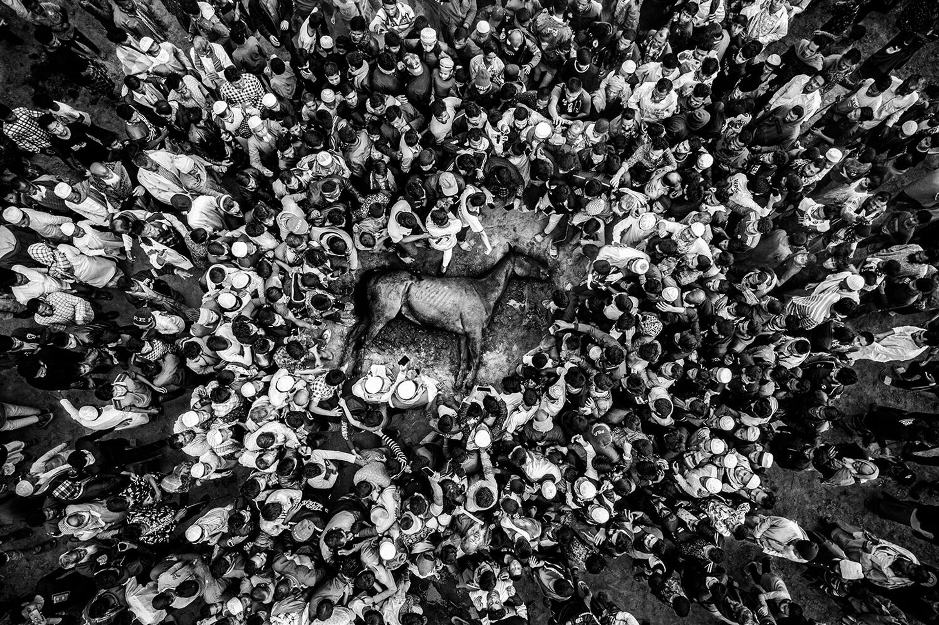 1-е место в номинации Спорт: фотография С.М. Аль Музтабы Росула (Бангладеш) Последний забег: падение чемпиона - Sputnik Армения, 1920, 18.11.2025