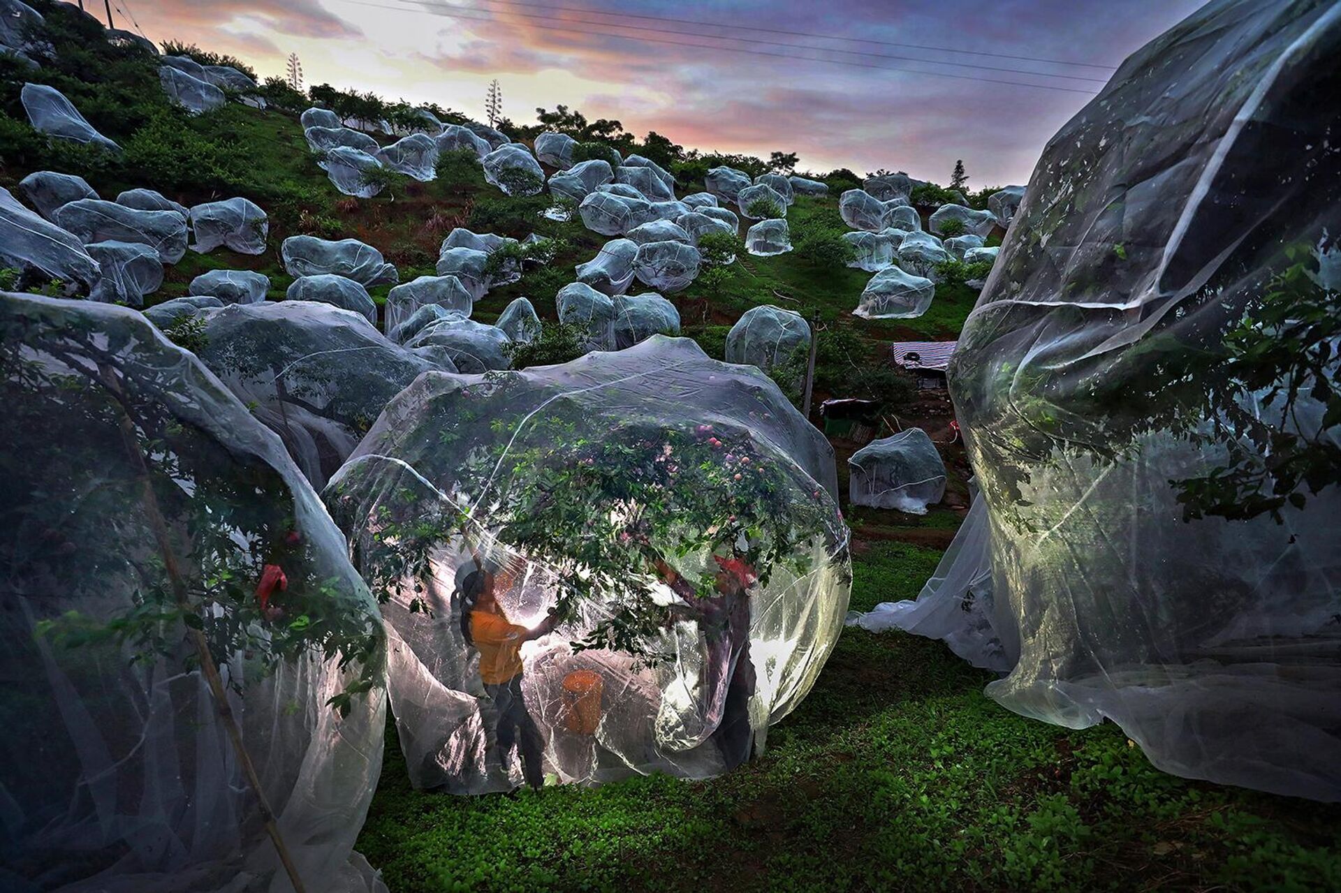 1-е место в номинация Моя планета: фотография Мэнданя Чжу (Китай) Фруктовые деревья под тентами - Sputnik Армения, 1920, 18.11.2025