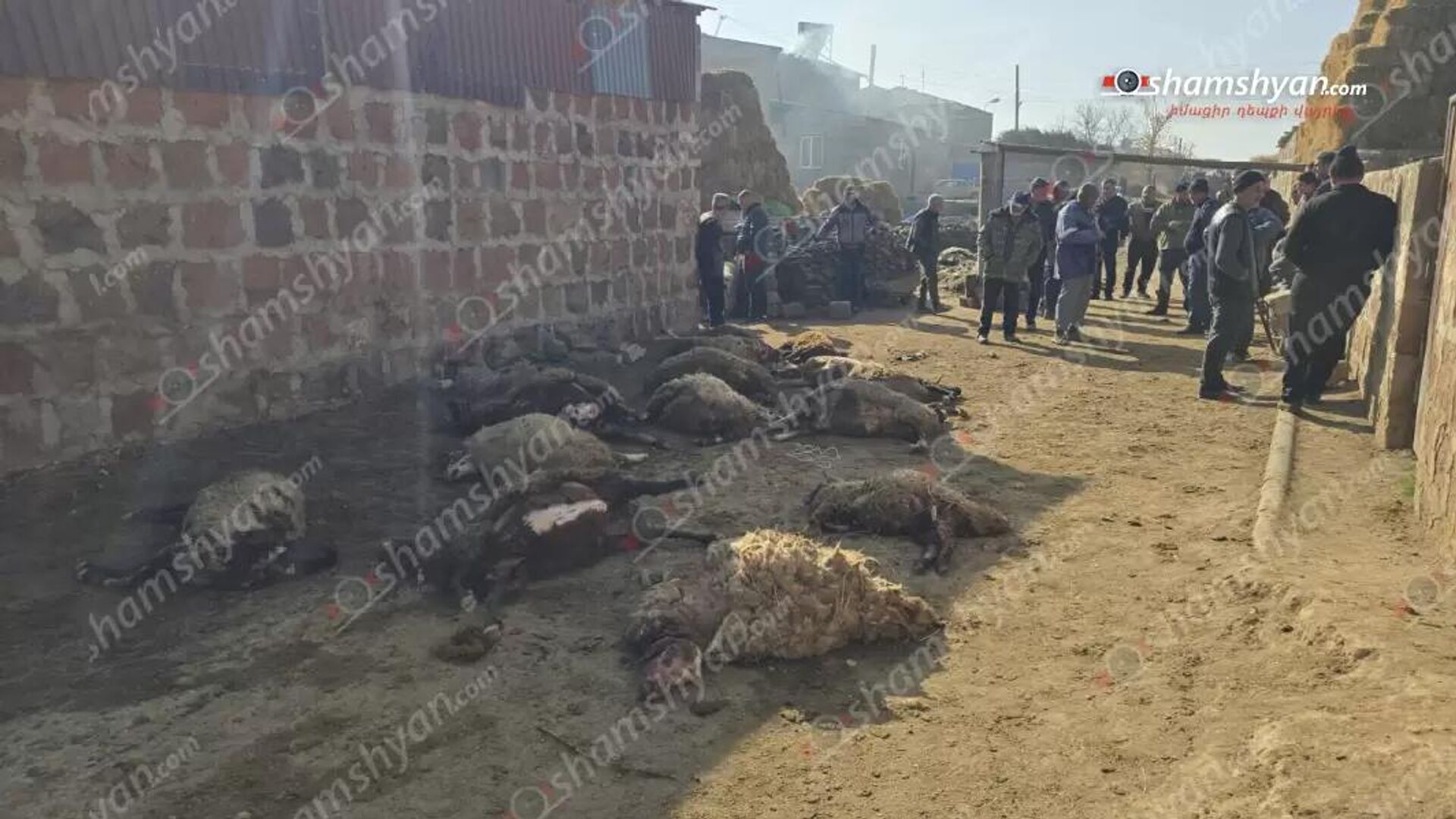 Стая волков загрызла 43 овцы в деревне Аргин - Sputnik Արմենիա, 1920, 22.11.2025