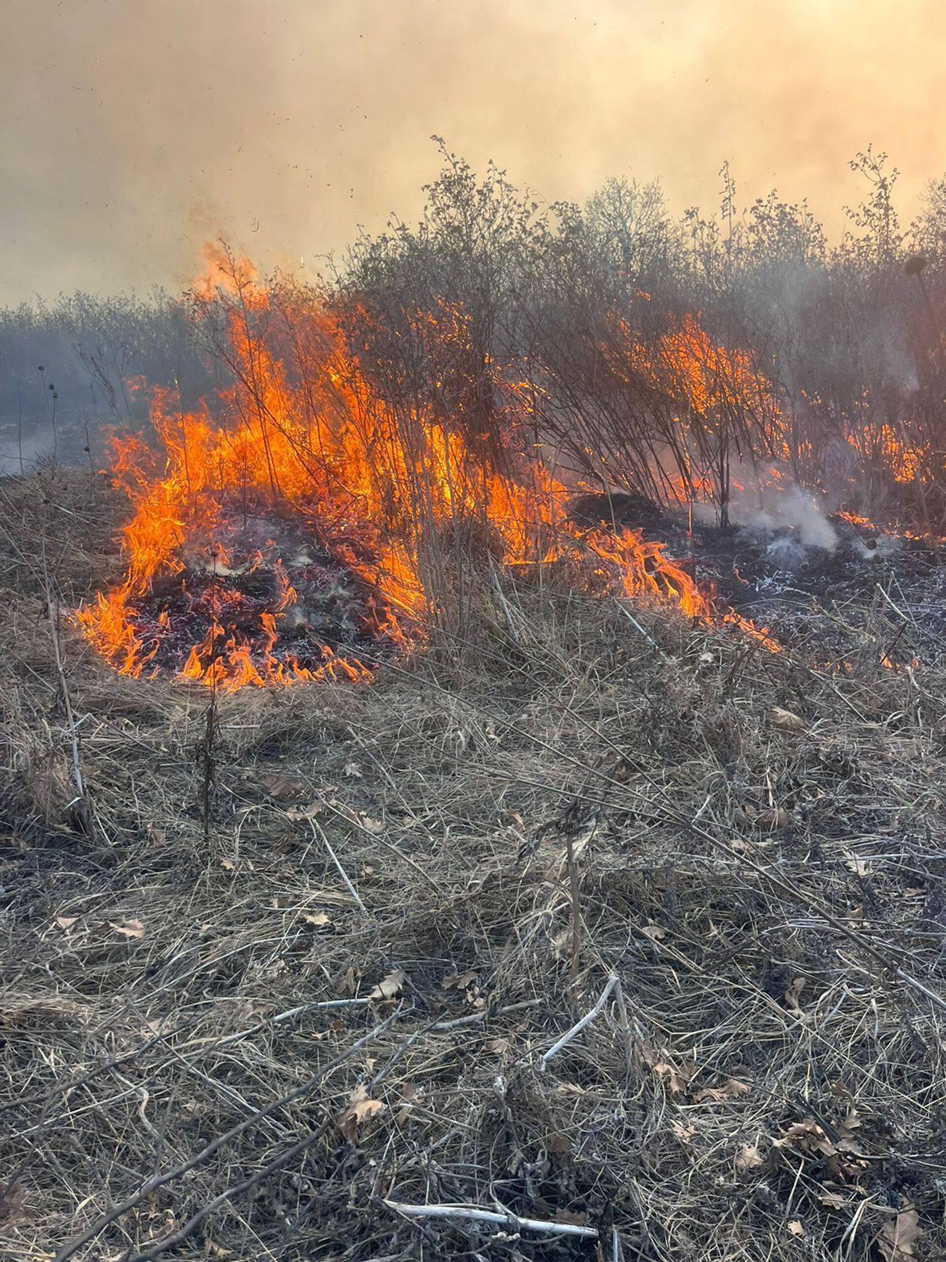 Лесной пожар в Тавушской области - Sputnik Армения, 1920, 24.11.2025