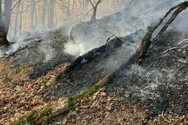 Հրդեհաշիջման աշխատանքներ Նավուր բնակավայրին կից անտառներում - Sputnik Արմենիա