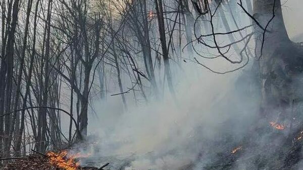Անտառային հրդեհ Տավուշում - Sputnik Արմենիա