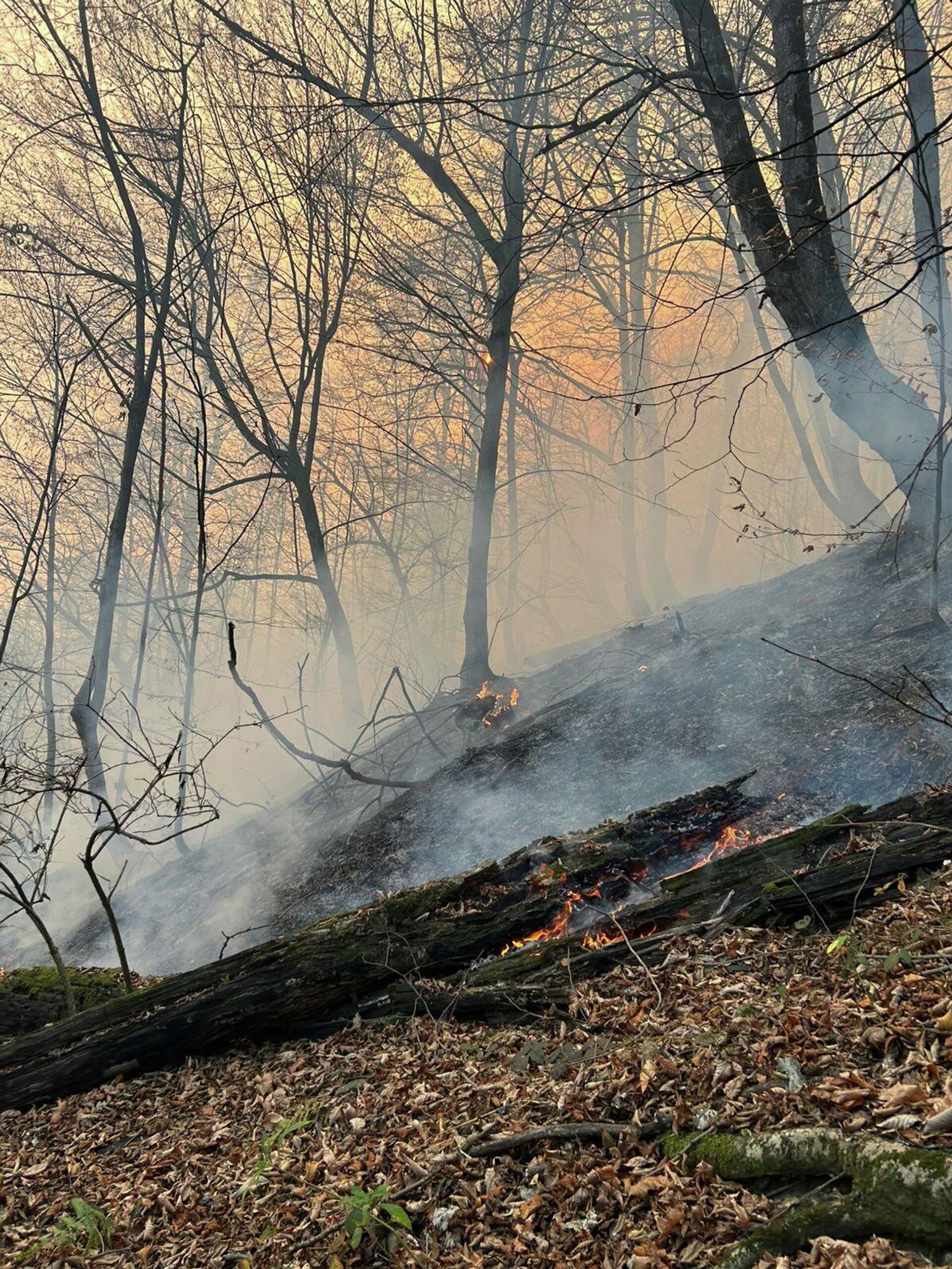 Лесной пожар у поселка Навур в Берде (23 ноября 2025). Тавуш - Sputnik Армения, 1920, 26.11.2025