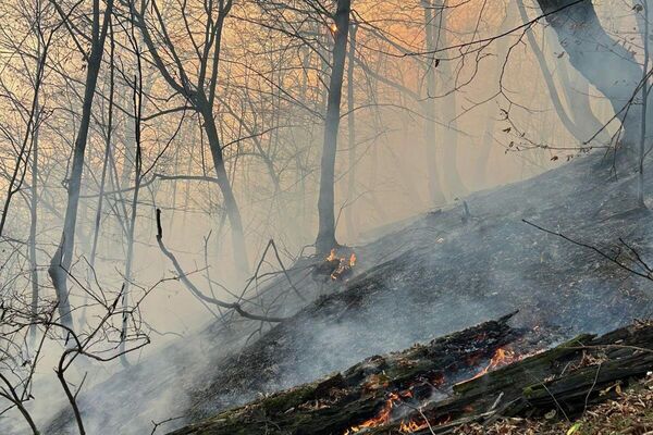 Հրդեհաշիջման աշխատանքներ Նավուր բնակավայրին կից անտառներում - Sputnik Արմենիա