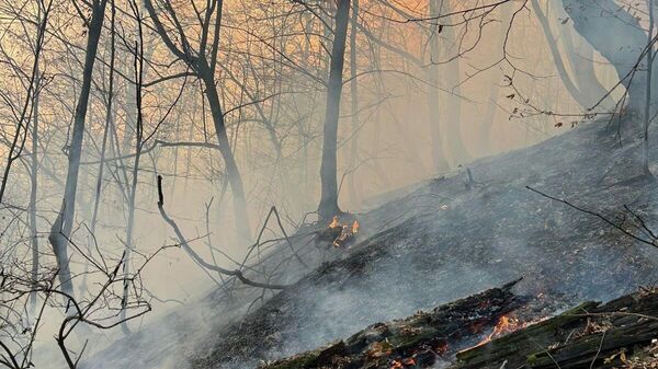 Лесной пожар у поселка Навур в Берде (23 ноября 2025). Тавуш - Sputnik Армения