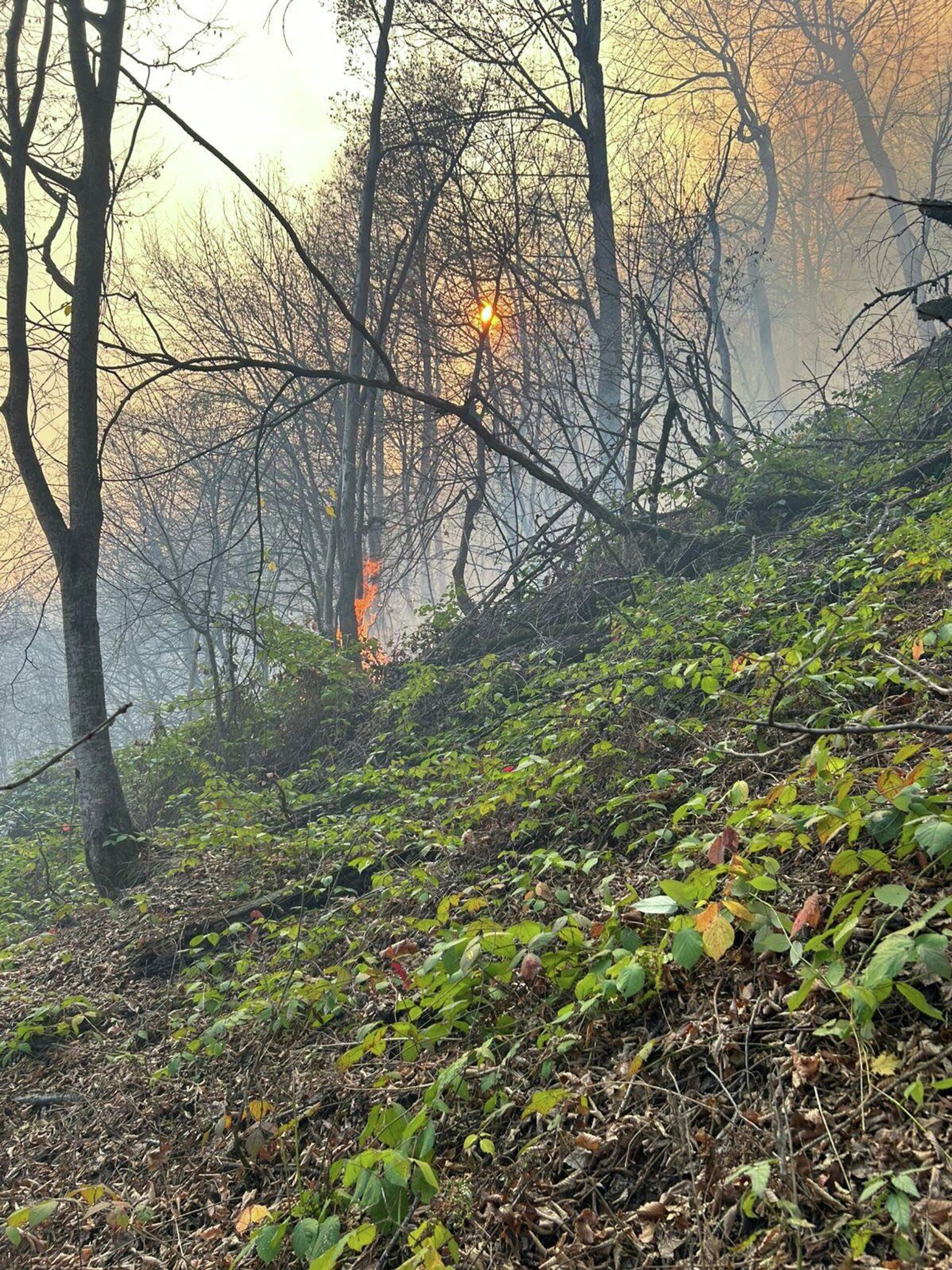 Лесной пожар у поселка Навур в Берде (23 ноября 2025). Тавуш - Sputnik Արմենիա, 1920, 24.11.2025