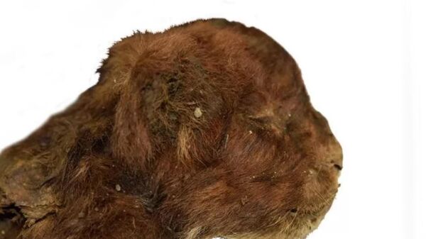 Голова мумифицированного детеныша гомотерия Мэтэн, обнаруженного на реке Бадяриха в Абыйском улусе Якутии
 - Sputnik Армения