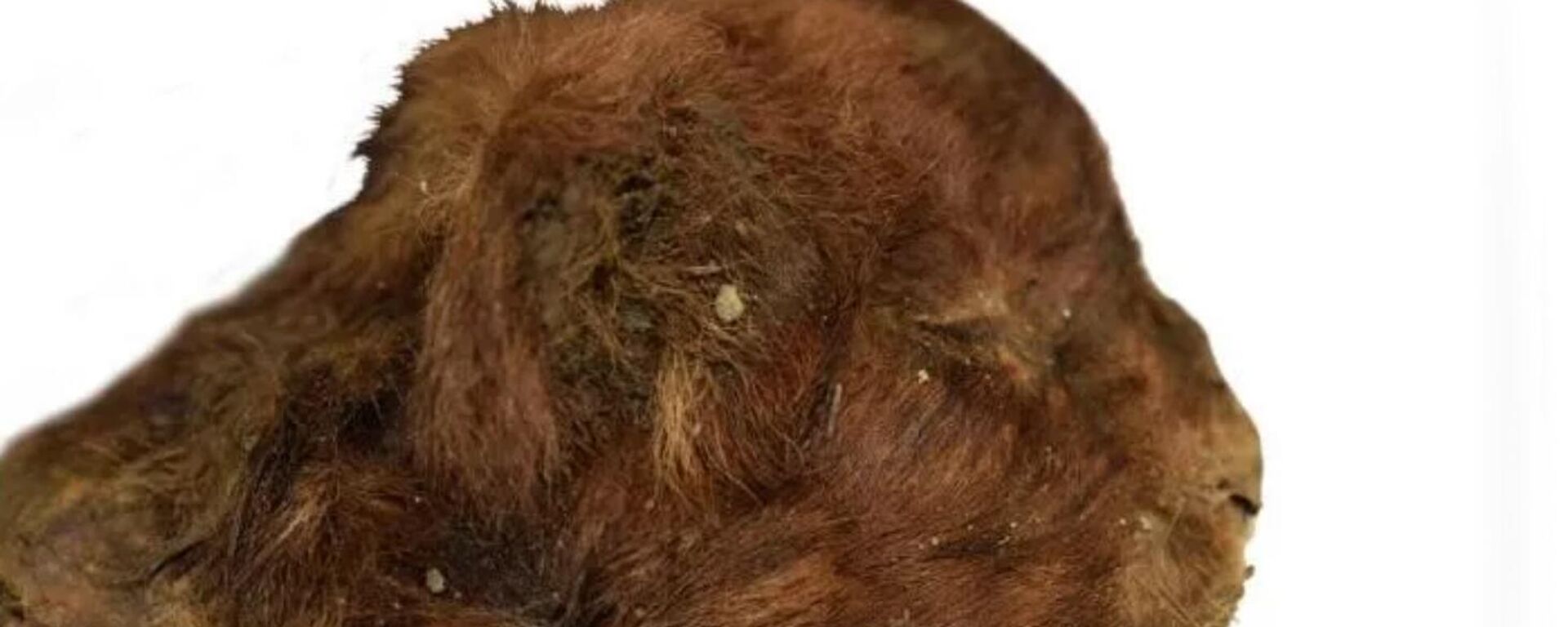 Голова мумифицированного детеныша гомотерия Мэтэн, обнаруженного на реке Бадяриха в Абыйском улусе Якутии
 - Sputnik Армения, 1920, 08.12.2025