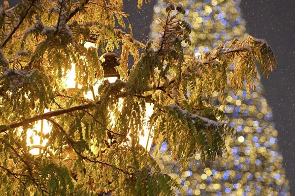 Քաղաքի կենտրոնի ծառերը, որոնք դեռ վերջերս պահպանում էին աշնանային հանգստությունը, մեկ գիշերում վերածվել են երևանյան ձմռան փափուկ, սպիտակ դեկորացիաների։ - Sputnik Արմենիա