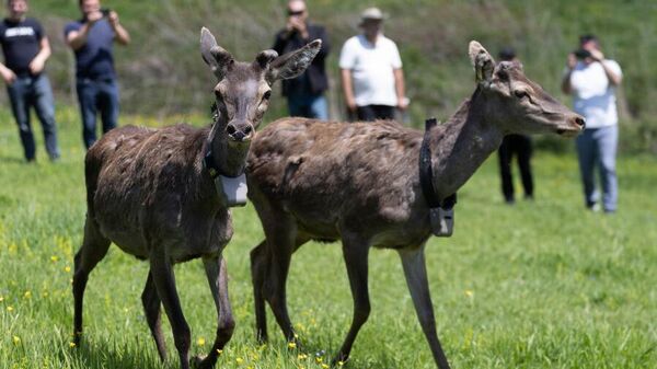 Եղջերուներ - Sputnik Արմենիա