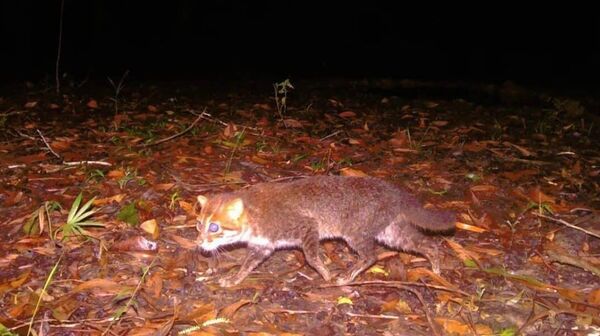 Суманская кошка - Sputnik Армения