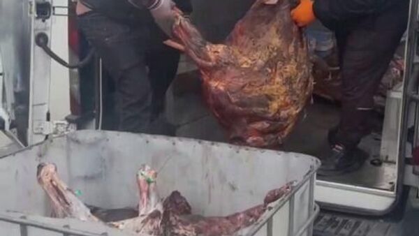 Ձիու միս - Sputnik Արմենիա