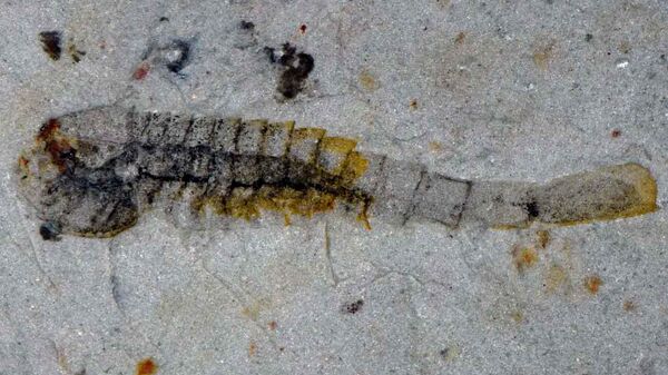 Fuxianhuiida — примитивный представитель древних членистоногих из Хуаюаньской биоты - Sputnik Армения