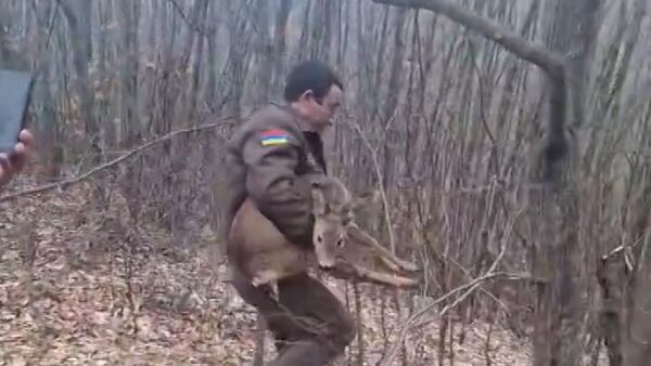 Եղնիկը վերադարձվել է վայրի բնություն. ԲԸՏՄ - Sputnik Արմենիա