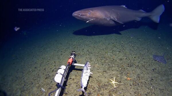 Акула попала на камеру в ледяных водах Антарктиды - Sputnik Արմենիա