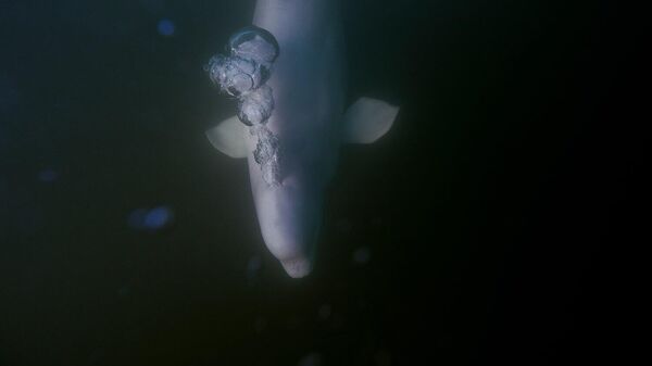 Белуха в реке Черчилл - Sputnik Армения