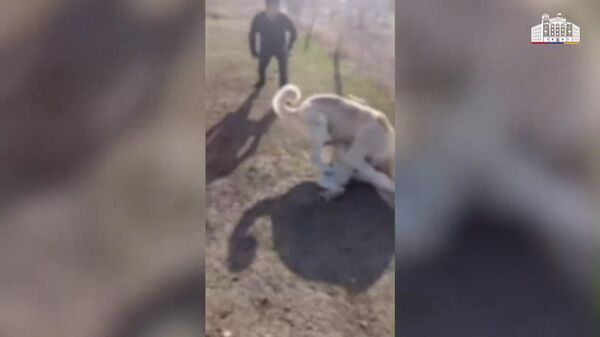 Արտաշատի համայնքային ոստիկանները շնամարտ կազմակերպելու դեպք են բացահայտել - Sputnik Արմենիա