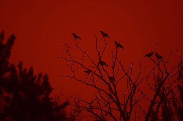 Птицы на дереве во время песчаной бури - Sputnik Армения