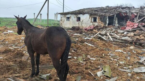 Զապորոժիեի մարզի Ակիմովսկի քաղաքային շրջանում գտնվող ձիերի ֆերմայի վրա ուկրաինական հարվածի հետևանքները - Sputnik Արմենիա