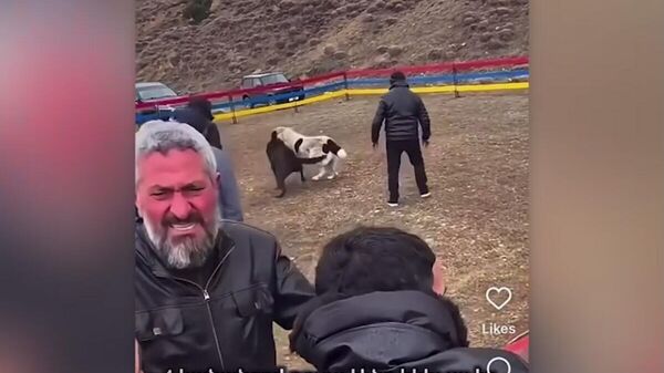 Սպիտակ քաղաքում շնամարտեր անցկացնելու համար 3 անձ բերման է ենթարկվել - Sputnik Արմենիա