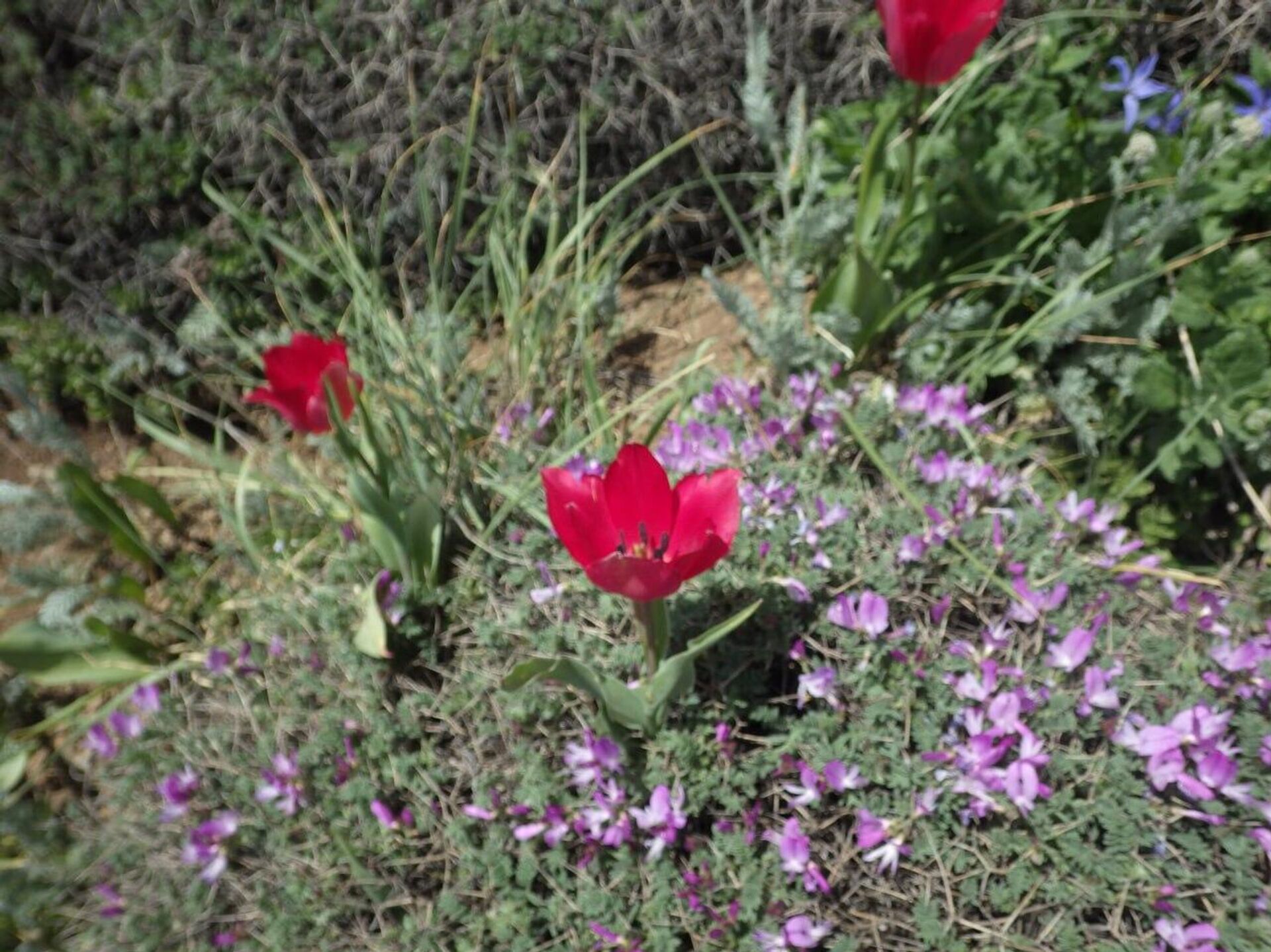 Тюльпан Confusa (запутанный) - Sputnik Армения, 1920, 17.04.2026