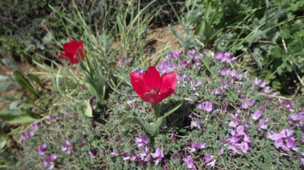 Կակաչներ - Sputnik Արմենիա